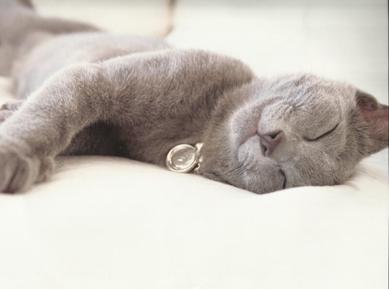 Gray Cat Sleeping — Peaceful, Photograph, Collar