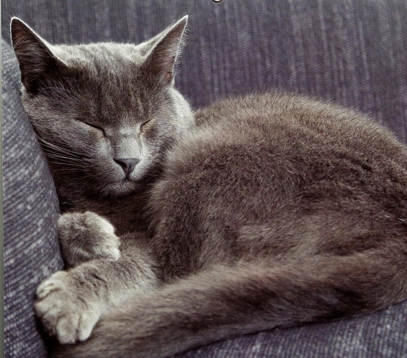 Gray Cat Sleeping — Peaceful, Photograph, Couch