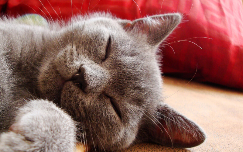 Gray Cat Sleeping — Peaceful, Photograph, Red Fabric