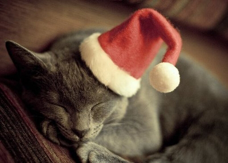 Gray Cat Sleeping — Peaceful, Photograph, Santa Hat