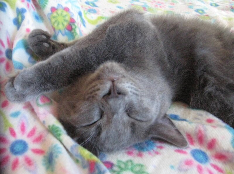 Gray Cat Sleeping — Peaceful, Photograph