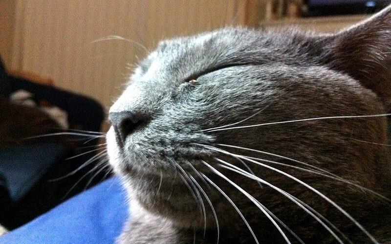 Gray Cat Sleeping — Peaceful, Photograph, Whiskers