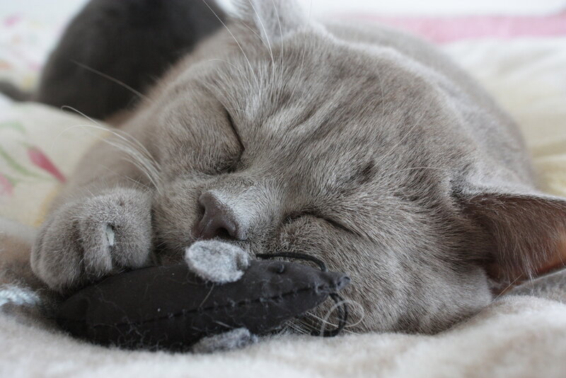 Gray Cat Sleeping — Peaceful