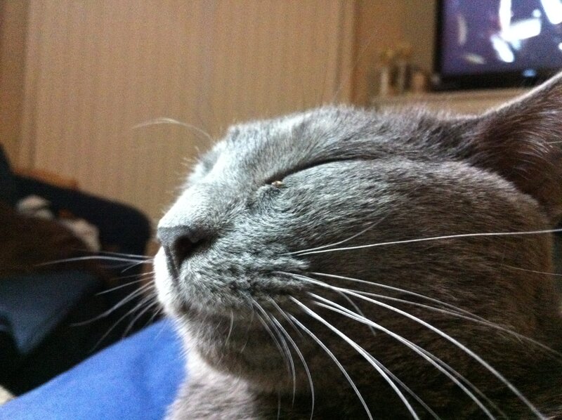 gray cat sleeping peacefully