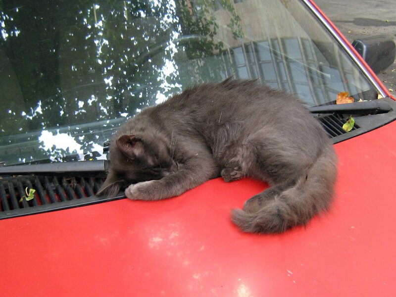 Gray Cat Sleeping — Red, Calm