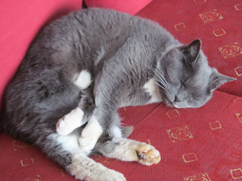 Gray Cat Sleeping — Red, Peaceful