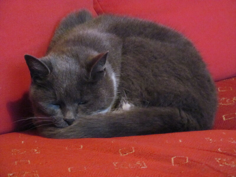 Gray Cat Sleeping — Red