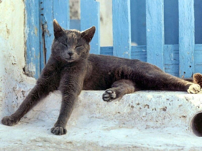 Gray Cat Sleeping — Relaxed