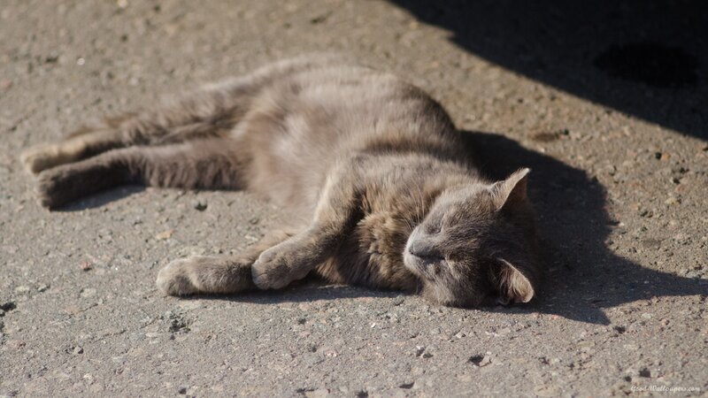 Gray Cat Sleeping — Serene, Afternoon