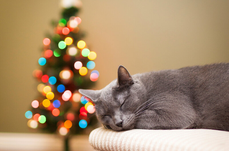 Gray Cat Sleeping — Serene