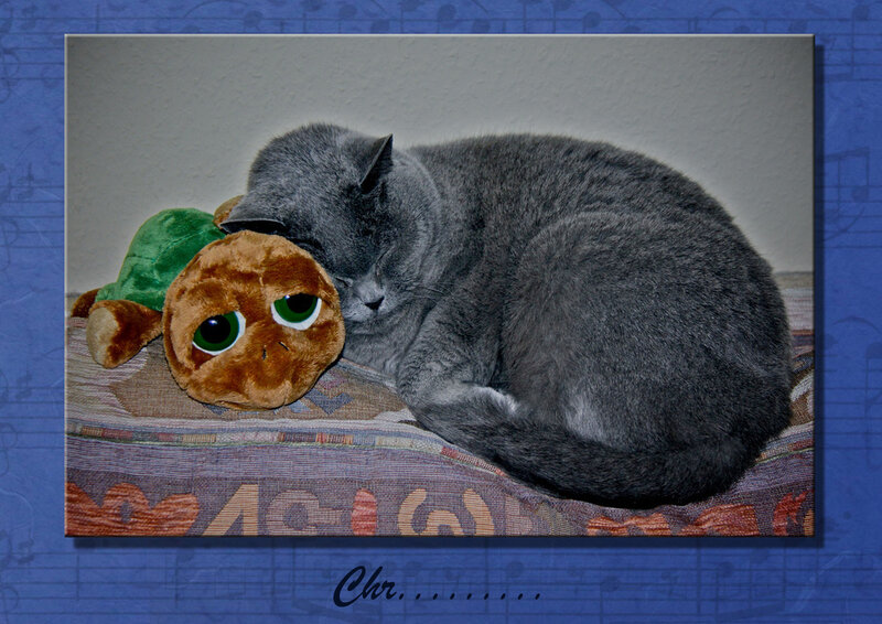 Gray Cat Sleeping