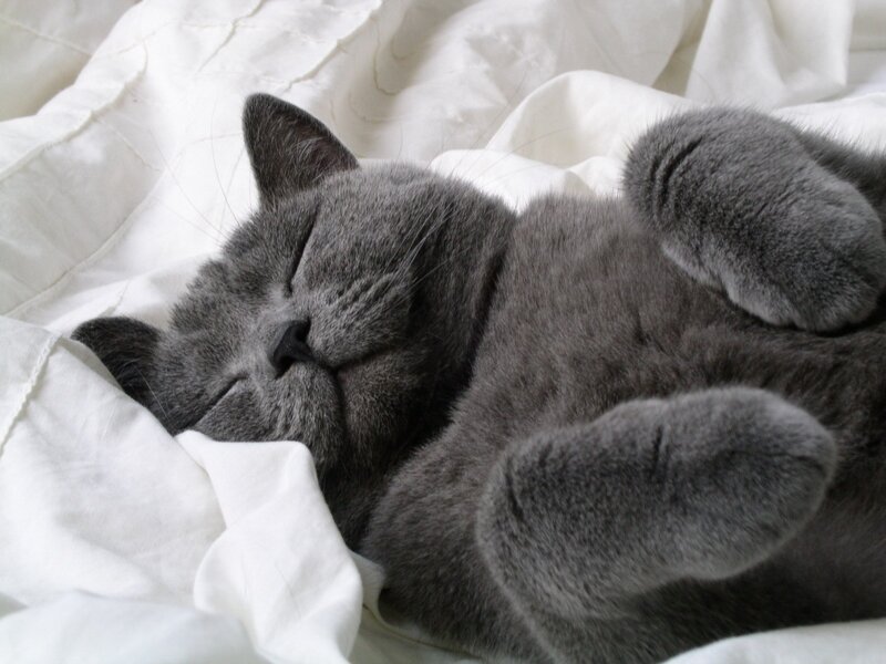 Gray Cat Sleeping — White