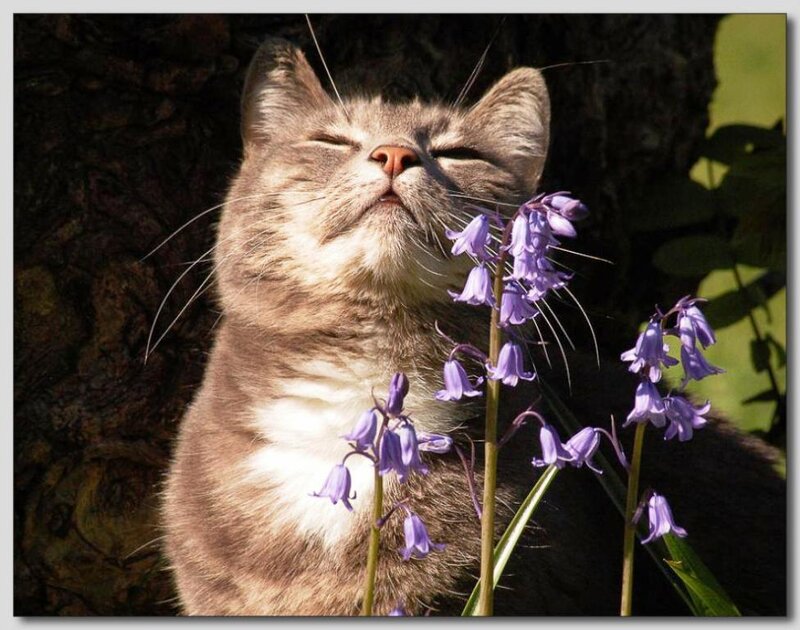 Gray Cat Smelling Flowers — Serene