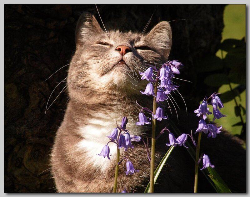 Gray Cat Smelling Flowers