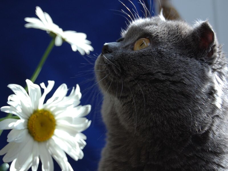 Gray Cat Sniffing Daisies — Calm