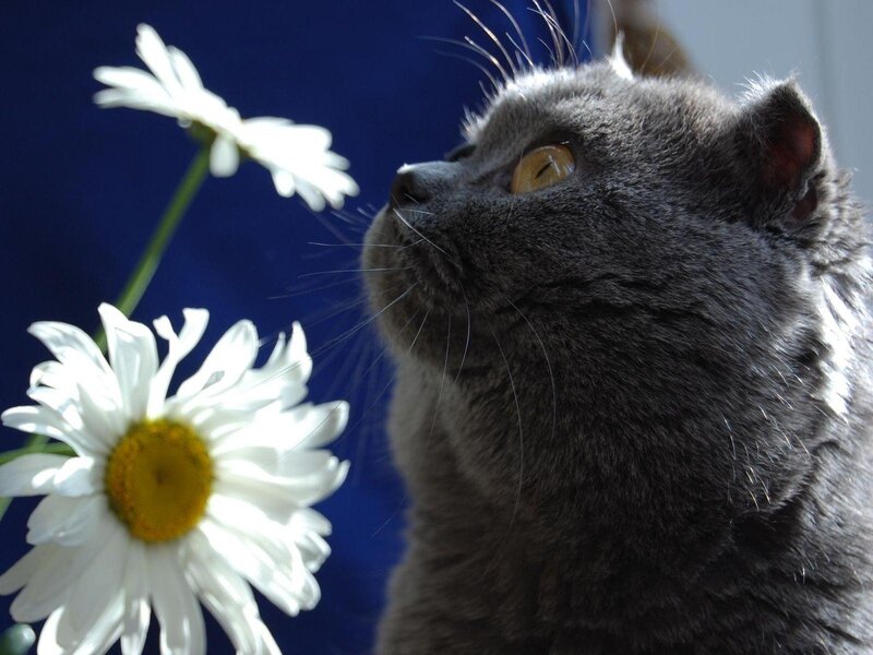 Gray Cat Sniffing Daisies