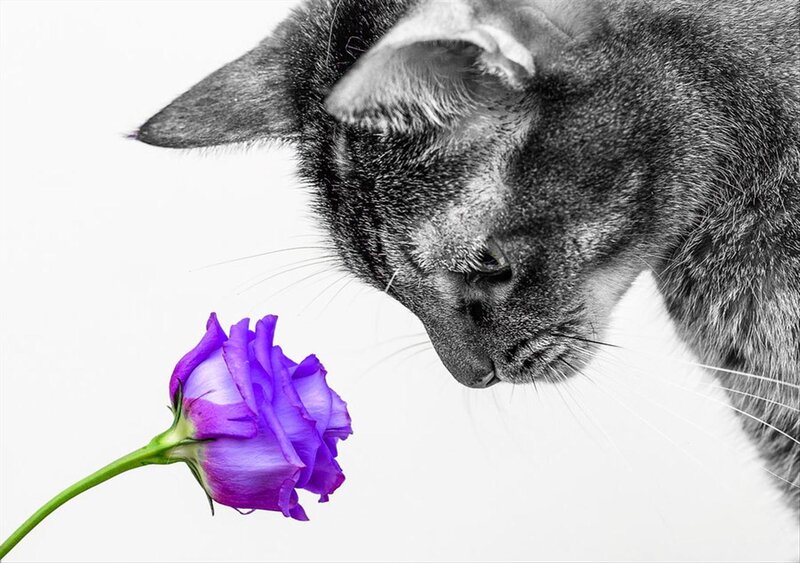 Gray Cat Sniffing Flower