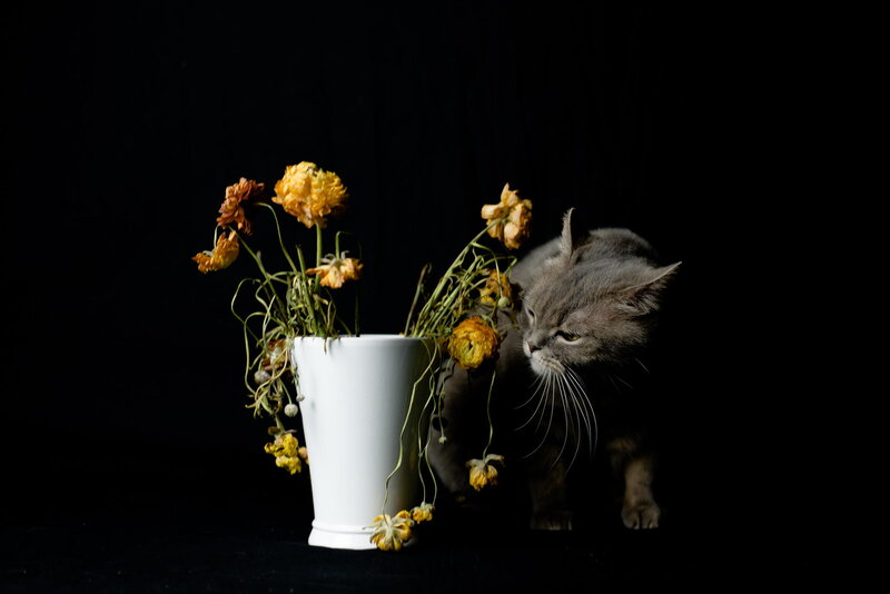 Gray Cat Sniffing Flowers