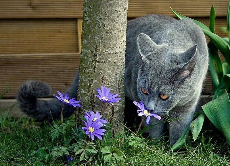 gray cat sniffing purple flowers
