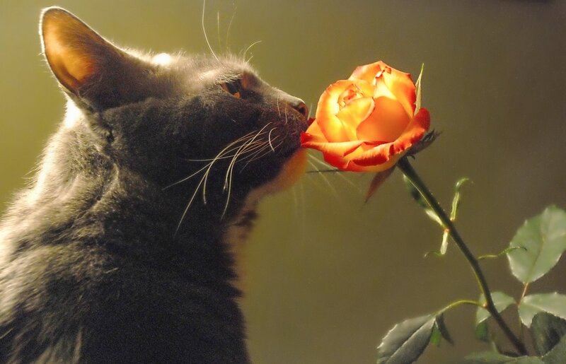 Gray Cat Sniffing Rose