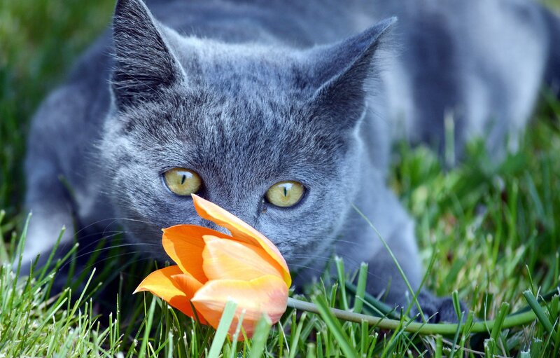Gray Cat Sniffing Tulip — Calm