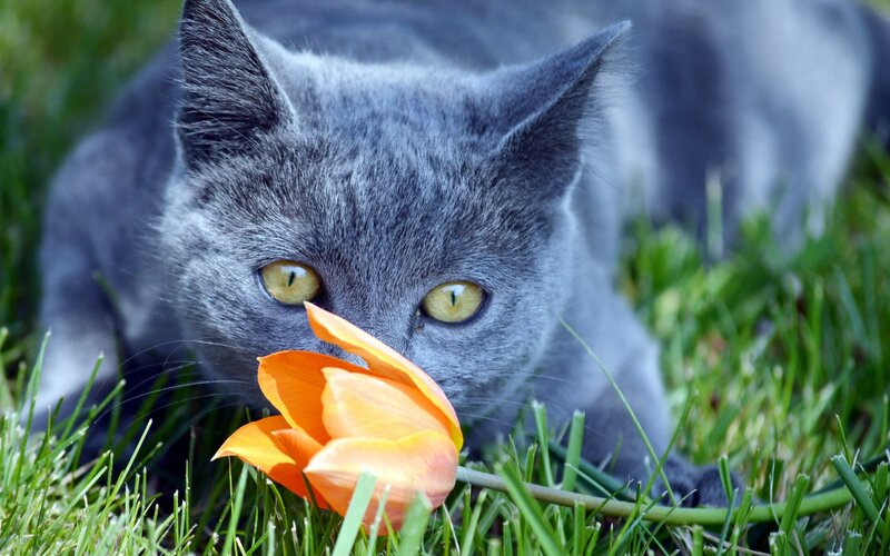 Gray Cat Sniffing Tulip