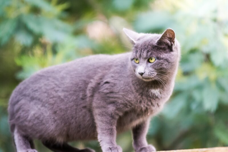 Gray Cat Standing — Alert
