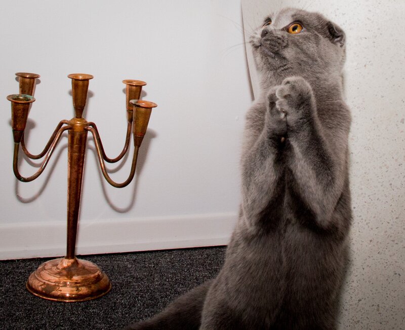 Gray Cat Standing — Curious