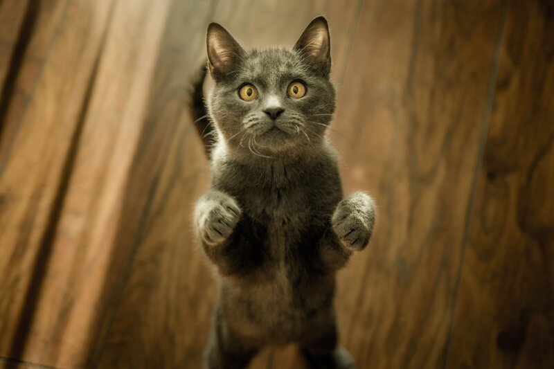 gray cat standing on hind legs