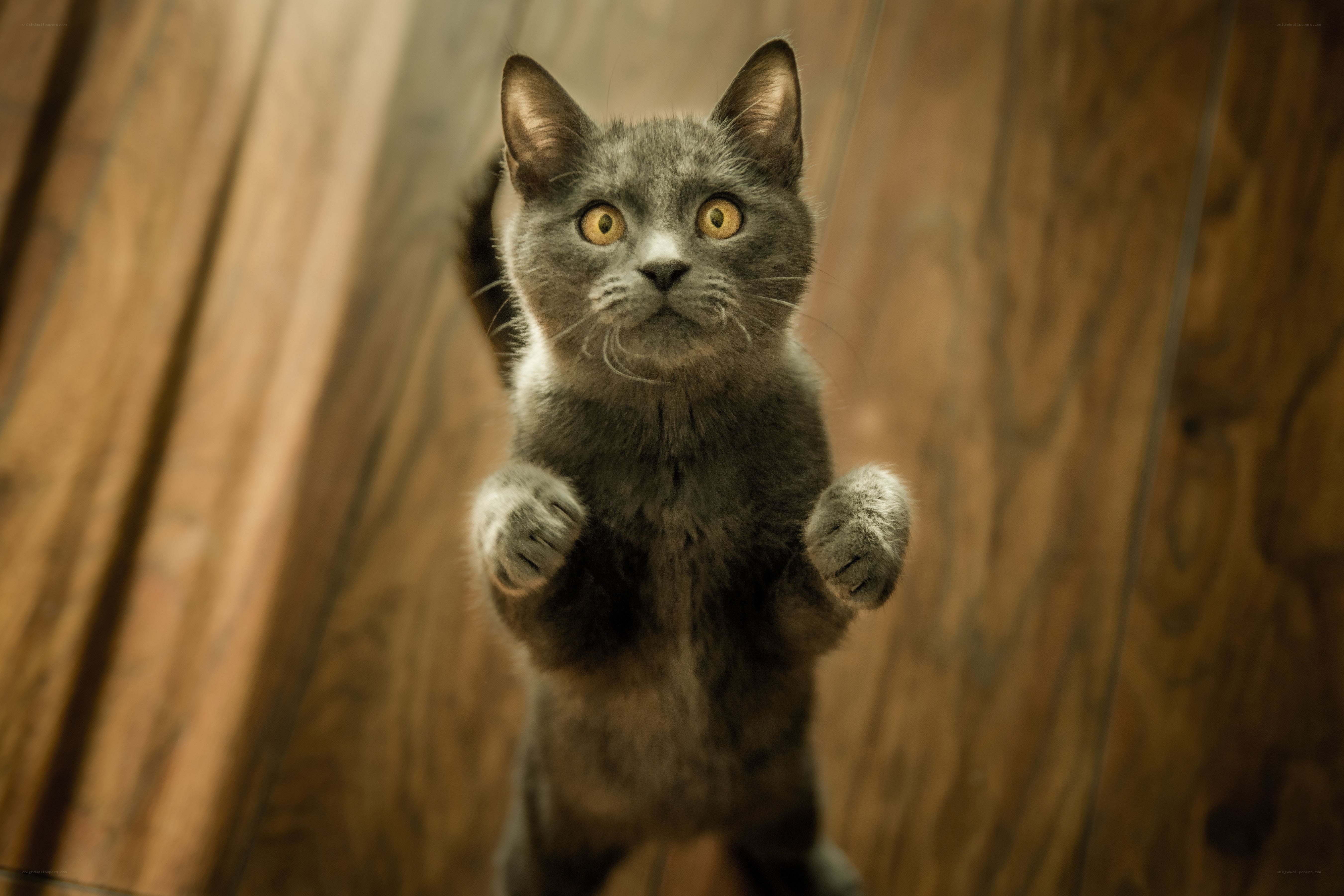 gray cat standing on hind legs