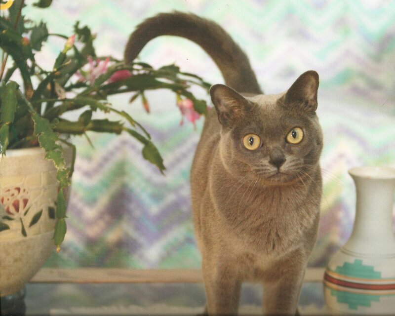 Gray Cat Standing
