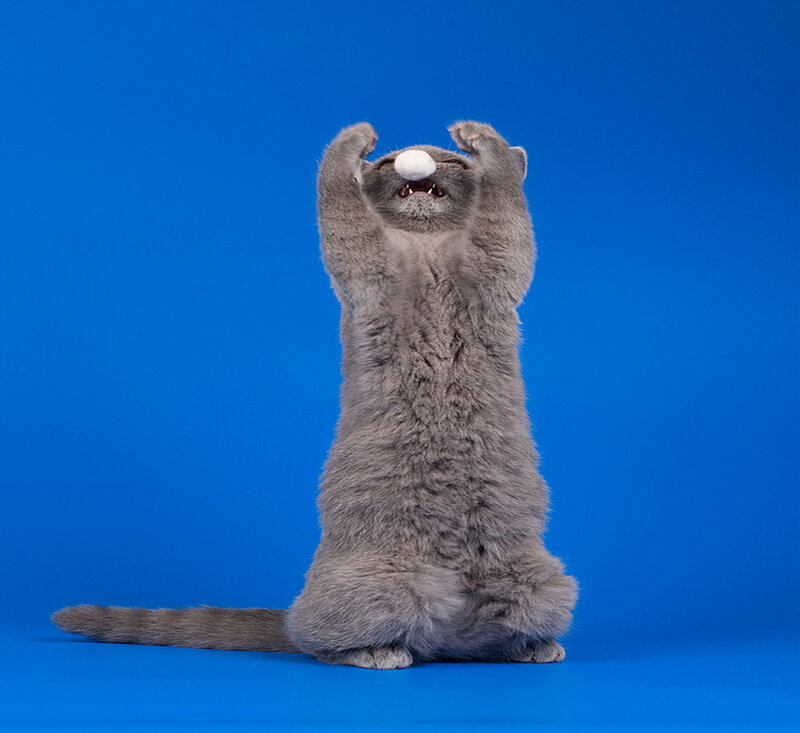 Gray Cat Standing Up