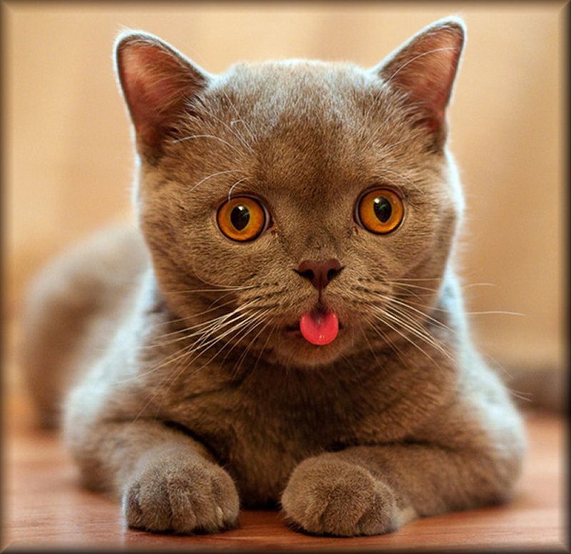 Gray Cat Sticking Out Tongue — Playful