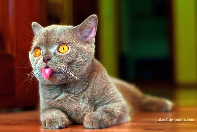 Gray Cat Sticking Out Tongue