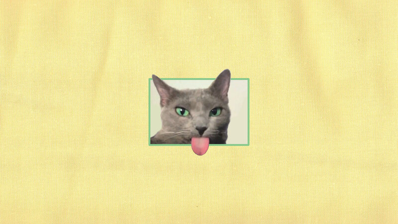 Gray Cat Sticking Out Tongue — Yellow