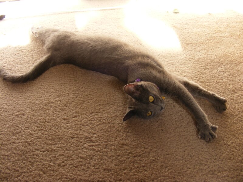 gray cat stretching on carpet