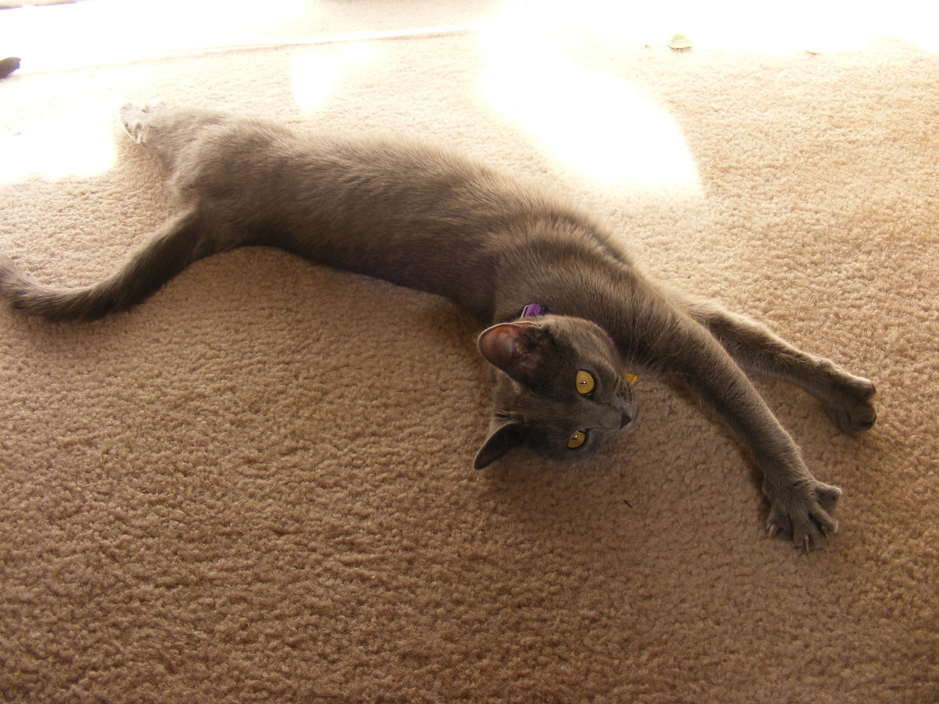 gray cat stretching on carpet