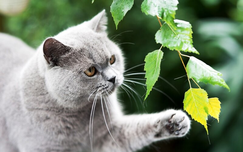 Gray Cat Touching Leaves — Curious