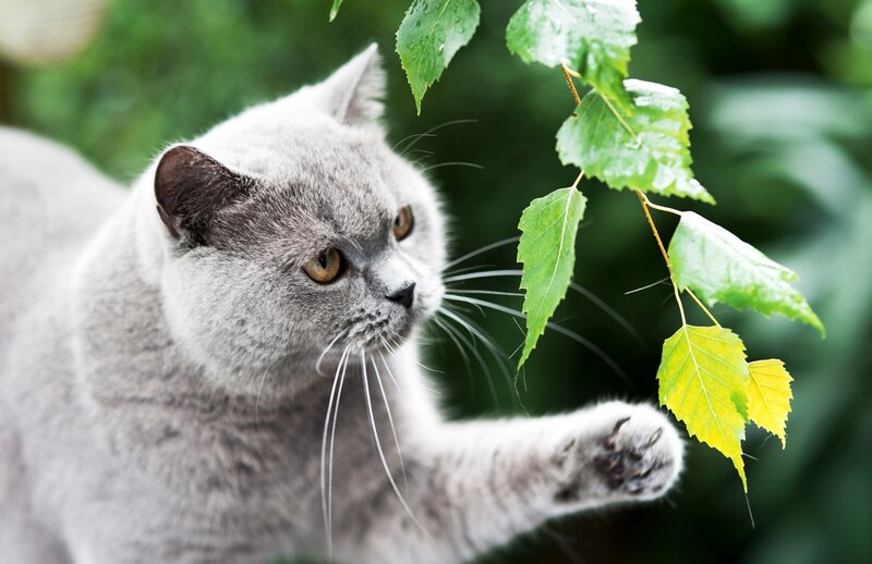Gray Cat Touching Leaves