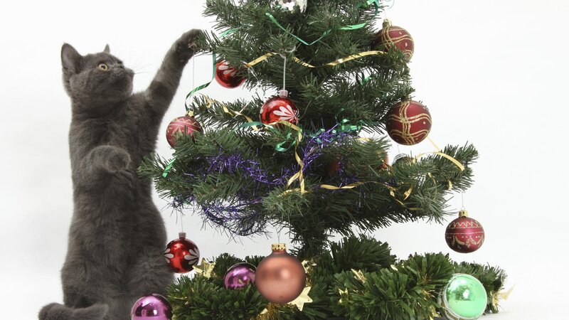 Gray Cat Touching Tree