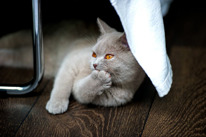 gray cat under a towel