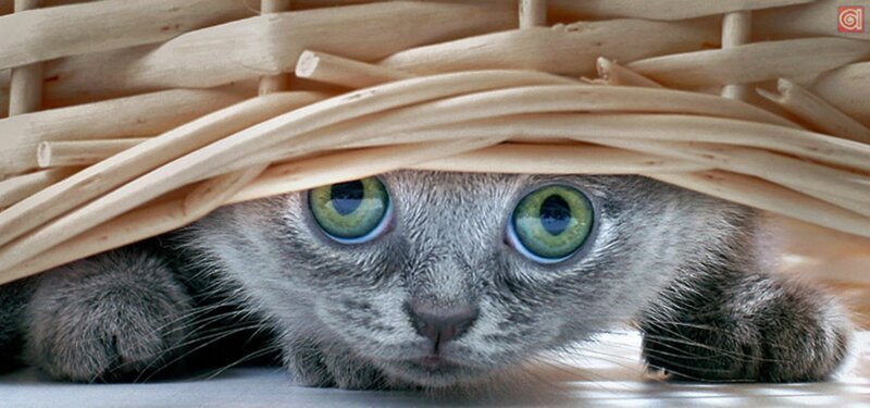 Gray Cat under Basket