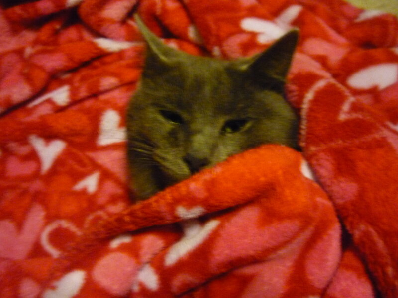 Gray Cat under Blanket — Red