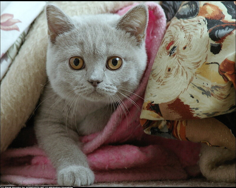 Gray Cat under Blanket