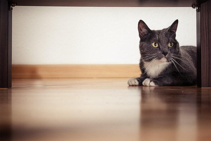 Gray Cat under Furniture — Calm