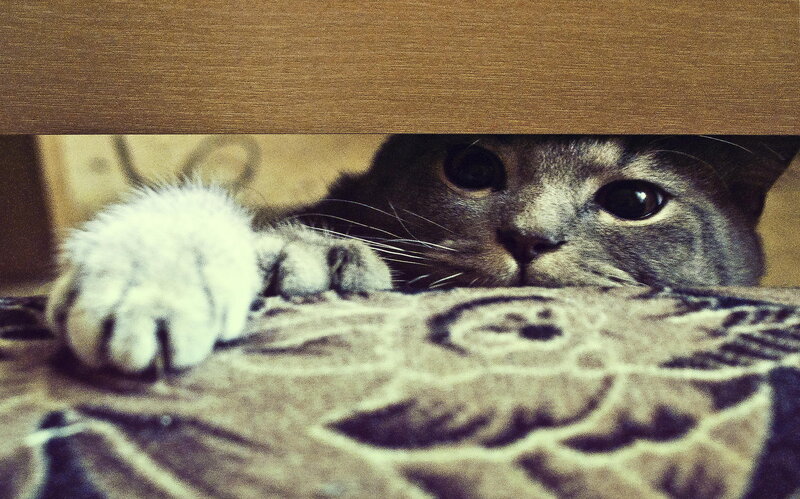 Gray Cat under Furniture