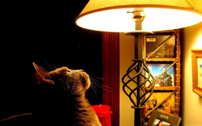 Gray Cat under Lamp