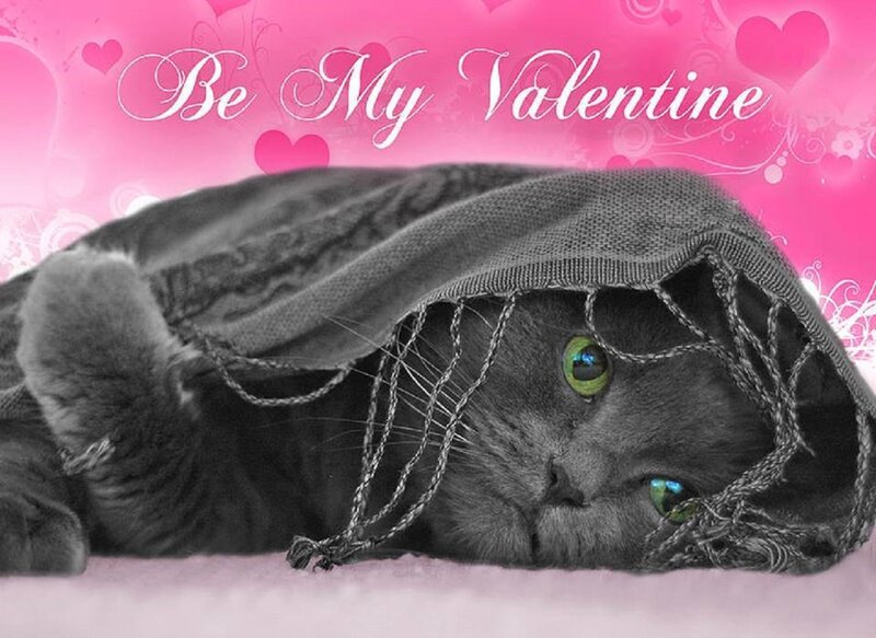 Gray Cat under Scarf