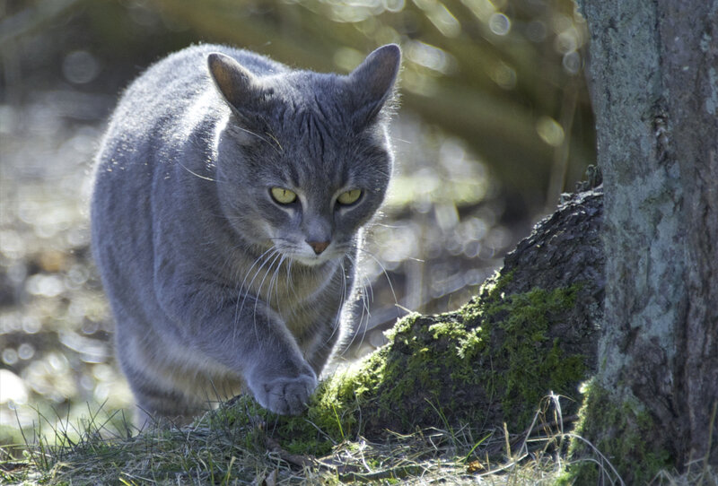 Gray Cat Walking — Alert, Morning