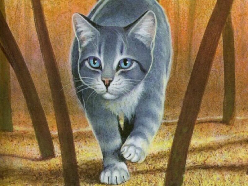 Gray Cat Walking — Alert